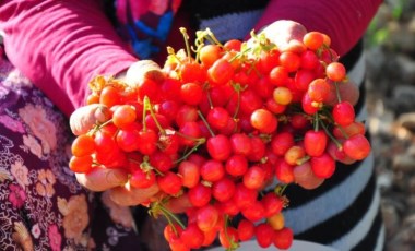 Manisa'da sezonun ilk kirazı 700 TL'den satıldı (28 Nisan 2022) (Video Haber)