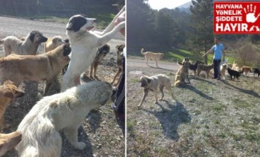 Bolu'da terk edilen 150'den fazla köpek aç ve susuz halde bulundu!