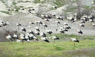 Ayvalık’ı leylekler bastı