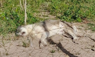 Dikili'de hayvan katliamı: 5 köpeği zehirli sosisle öldürdüler