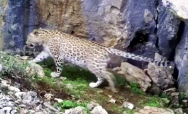 Anadolu Leoparı bu kez Antalya'da ortaya çıktı! (07 Nisan 2022)