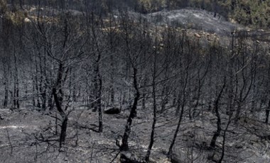 Dalaman’daki orman yangınında büyük vurgun