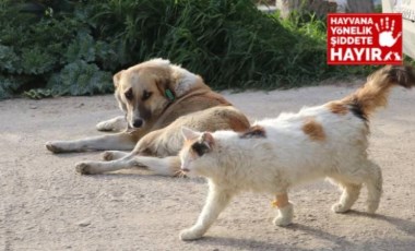 Denizli'de zehirlenen 20 kedi ve köpek ölü bulundu!