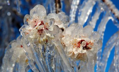 Meteoroloji'den 4 il için zirai don uyarısı