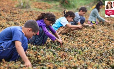 Yoksulluk, işsizlik, zamlarla birlikte yüz binlerce çocuk örgün eğitim dışına çıktı