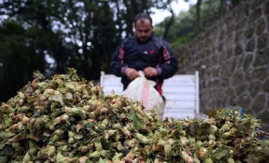 Dünya Çiftçiler Günü’nde fındık üreticisi çaresiz durumda: İstemesek de vedalaşacağız