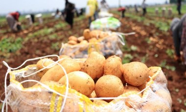 Hasat başladı: Patatesin kilosu tarlada 9 lira