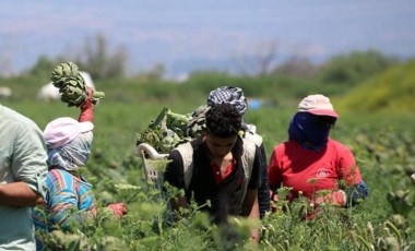 Enginar üreticisi sıcaklar bastırmadan hasadı bitirmek istiyor