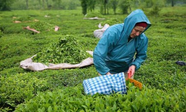 Çay üreticileri tepkili: Bu enflasyona bu fiyat kabul edilemez