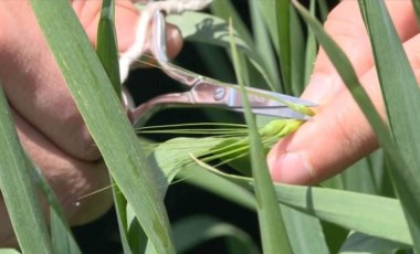 Kaliteli arpa ve buğday tohumu için melezleme çalışması yapılıyor