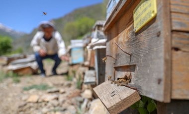 Yağışla artan bitki çeşitliliği arıcıları sevindirdi