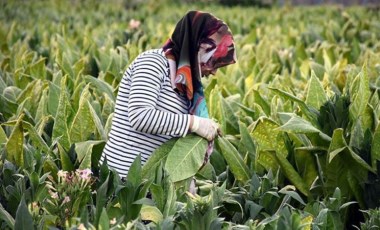 SOL Parti: 'Üreticiye tütün alım garantisi sağlanmalıdır'