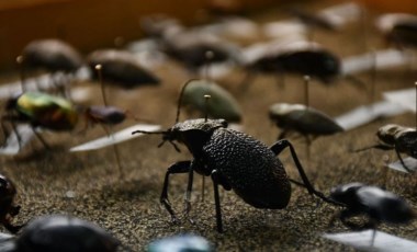 Böcek popülasyonunda 'küresel ısınma' etkisi: Göç ediyorlar ve sayıları hızla artıyor!