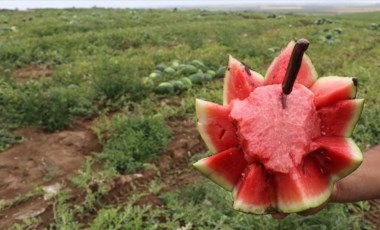 Tescilli Adana karpuzunda hasat gecikmeli başladı