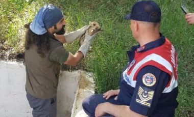 Boş havuza düşen domuz yavruları kurtarıldı