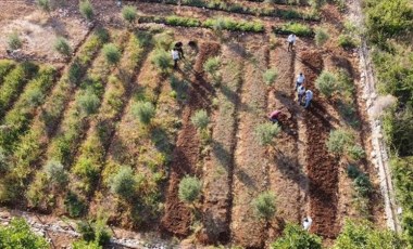 Mersin'de Toros Dağları'nın eteklerinde salep orkidesi hasadı başladı