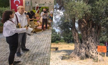 1800 yıllık ağacın zeytinyağı müzayedede 75 bin liraya satıldı