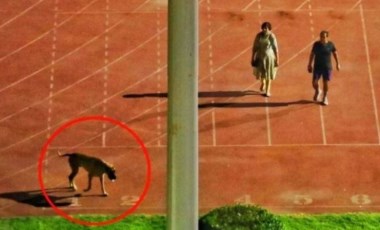 Hindistan'da köpeklerini gezdirmek için devlet stadyumunu kapattıran bürokrat çift sürüldü