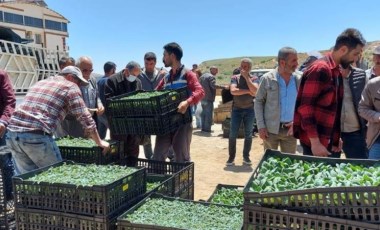 Tunceli'de yurttaşlara 65 bin adet sebze fidesi dağıtıldı