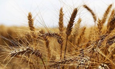 Gaziantep merkezli Oba Makarna'nın ithal ettiği buğday hastalıklı çıktı