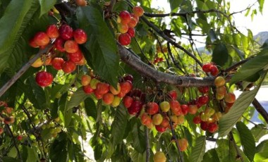 Kuşadası’nda kiraz hasadı başladı