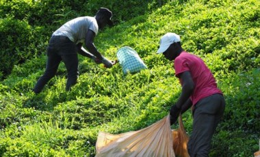 Afrikalı işçiler bu yıl da çay hasadında: 'Milli servetimiz ülke dışına gidiyor' (30 Mayıs 2022)