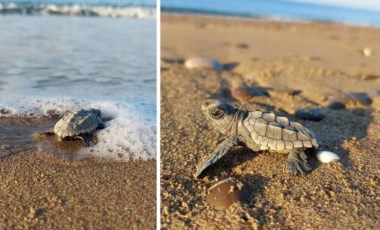 Caretta carettalar bu yıl iki hafta gecikti: Toplam yuva sayısı 35 oldu