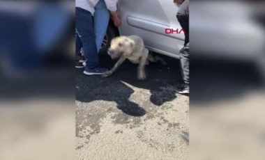 Çevredeki vatandaşlar köpeğin yardımına işte böyle yetişti