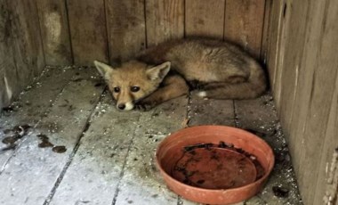 Osmaniye'de bitkin bulunan çakal ve tilki yavruları koruma altına alındı