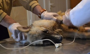 Manisa'da vahşet: Köpekleri tarım ilaçlı tavuk etiyle öldürmüşler!