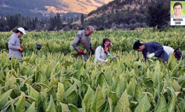 Tütün üreticileri 'alım-satım sözleşmesi'ne tepkili