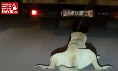 Köpeği, kamyonetin arkasına bağlayıp sürükleyen sürücü aranıyor (08 Mayıs 2022)