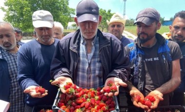 Hatay'da çilek üreticilerinden aracılara tepki