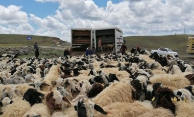 Muhtarın öldüğü 'sürü' kavgası sonrası 4 bin 500 küçükbaş ilçe dışına taşındı