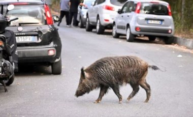 Roma'da domuz vebası vakası görülmesi üzerine piknik yasağı