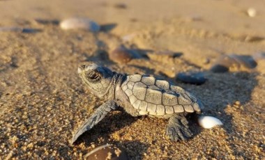 'Küresel ısınma' caretta carettaların erkek soyunu tehdit ediyor