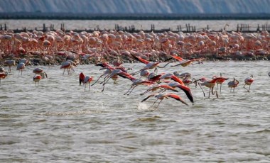 Yapay kuluçka adası, yumurtadan çıkacak 18 bin flamingoyu bekliyor