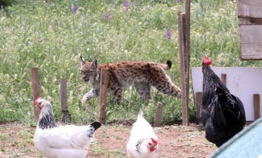 Nesli tükenme tehlikesi altında: Bolu'da uyuşturucu iğne ile vurulan vaşak öldü