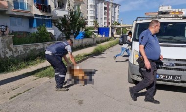 Tire'de 6 köpek ile 2 kedi zehirlenerek öldürüldü