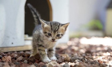 Ankara Adliyesi'nde sahipsiz hayvanlar için 'kedi sokağı' ve 'köpek sitesi' inşa edildi