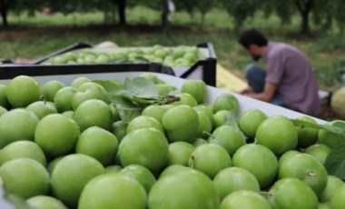 'Eşme eriği'nde çiftçilerin hasat mesaisi başladı