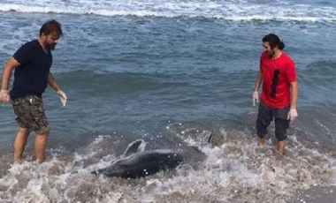 Antalya'da sahile vuran yunus barınağa nakledildi