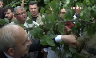 Fındık üreticisi Kılıçdaroğlu'na isyan etti: 'Açıkça bir vurgun ve soygun yaşanıyor'