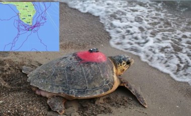 Caretta caretta 'Tuba'yı 7 milyon 767 bin kişi izledi