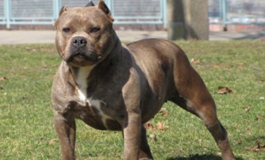 ABD'li 11 yaşındaki bir çocuğa üç pitbull cinsi köpek saldırdı