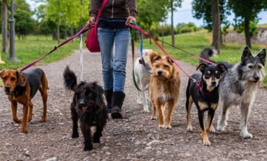 İngiltere’de bir köpek gezdiricisi köpekler tarafından öldürüldü