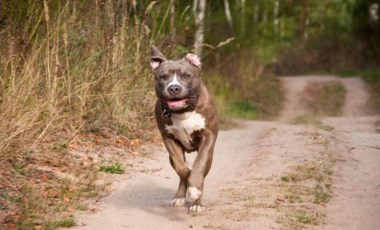 Arjantin'de bir baba, çocuğuna saldıran köpeği bıçaklayarak öldürdü