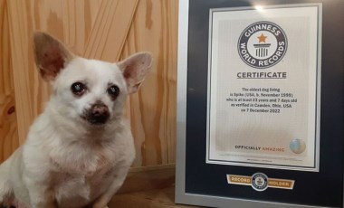 Spike adlı köpek, yaşayan en yaşlı köpek unvanını kazandı