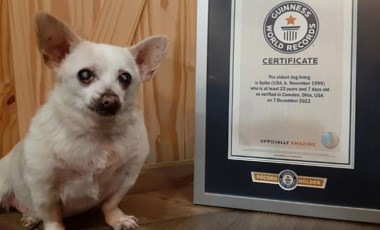 Otoparkta bulundu, yaşayan 'en yaşlı köpek' unvanını ele geçirdi