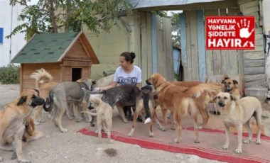 Yurttaşlardan köpek kulübelerini toplayan Çankaya Belediyesi'ne tepki